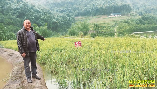 �Ĵ��������壺ɽȪˮ�����ũ���¸�����Ŀ