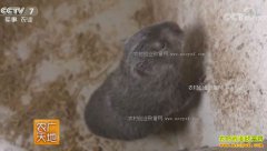 [ũ�����]�Ĵ�ƽ����������ѿ���ҵ�������׬Ǯ