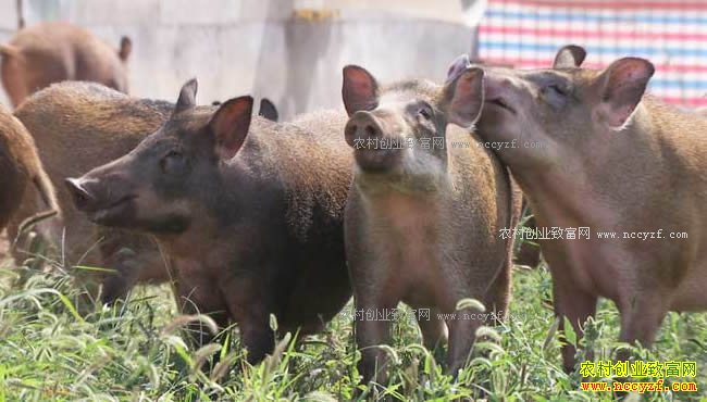 �¸����������ų�ë����ɽ��Ұ��һ������������Ԫ