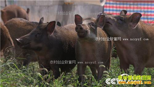 �¸������������� ���ɰ�Ǯ׬(20171106)