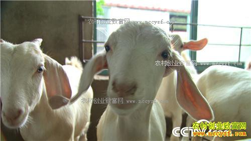 �¸��������������������з����(20171109)