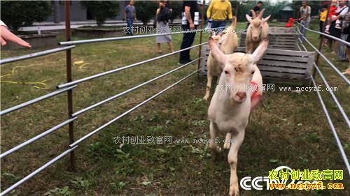 �¸��������������������з����(20171109)