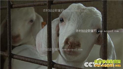 �¸��������������������з����(20171109)