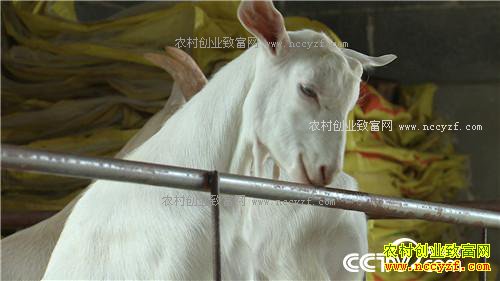 �¸��������������������з����(20171109)