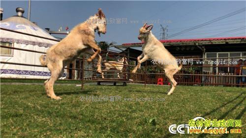 �¸��������������������з����(20171109)