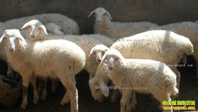 ����۸�����  ��������׬Ǯ��