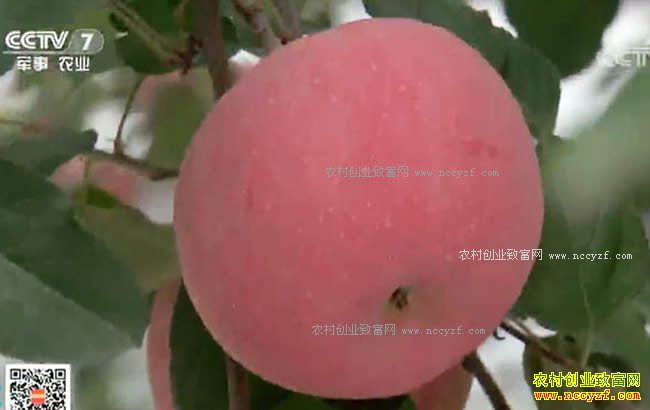 �Ƽ�Է��ƻ�������������� ���и���