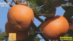 [ũ�����]ɽ��������Ž�Ȫ��ֲ�����ӷ����