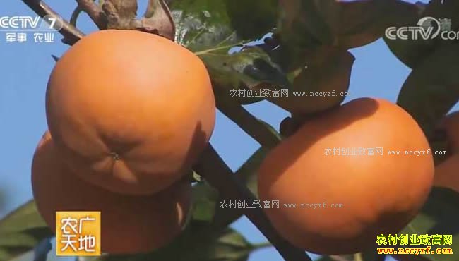 [ũ�����]ɽ��������Ž�Ȫ��ֲ�����ӷ����