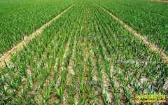 ������ɽ�أ���ֲ����Ч��߳�ũ���¸�����Ŀ