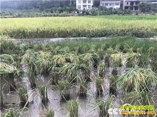 �¸�����˧С������ر���(20171114)