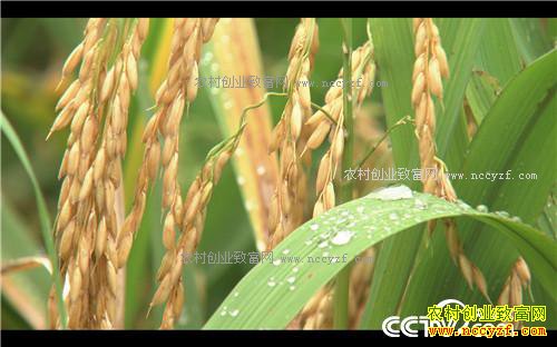 �¸�����˧С������ر���(20171114)