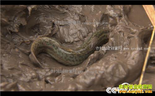 �¸�����˧С������ر���(20171114)