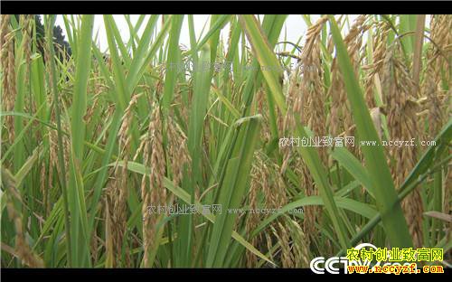 �¸�����˧С������ر���(20171114)