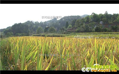 �¸�����˧С������ر���(20171114)