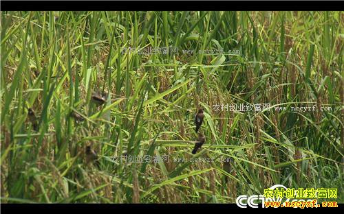 �¸�����˧С������ر���(20171114)