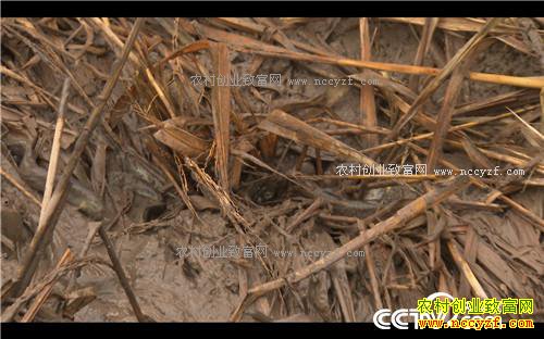 �¸�����˧С������ر���(20171114)