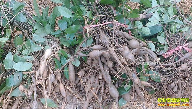 ��ֲţ����Ч��� ÿĶ����15��