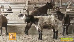 [ũ�����]̫��ɽ����ֳ������Ƶ