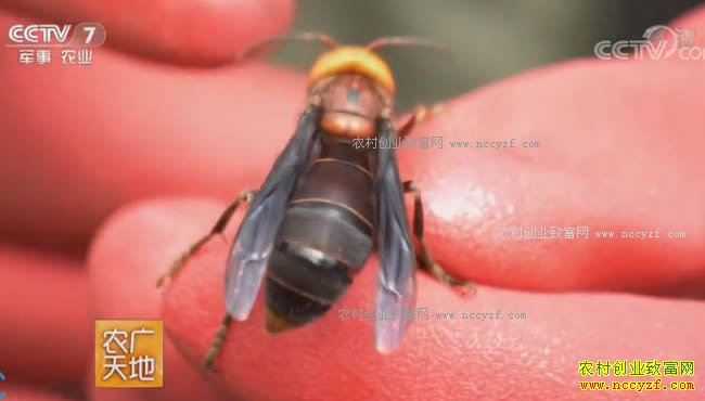 [ũ�����]��ɱ�˷䡱ѱ���ǣ���������ֳ���似����Ƶ