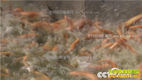 �¸���������ɫ���� ����3000�������(20171115)