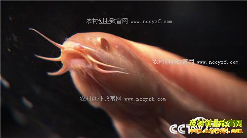 �¸���������ɫ���� ����3000�������(20171115)