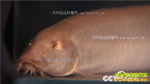 �¸���������ɫ���� ����3000�������(20171115)