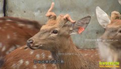 [�¸���]���������Թ����ɽ��ֳ÷��¹��������Ƹ�