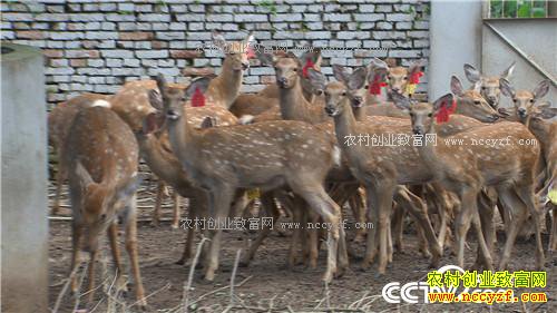 �¸������㾡�Ҳ� ��ǿŮ�ӽ�ɽ���������(20171116)