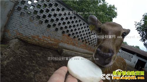 �¸������㾡�Ҳ� ��ǿŮ�ӽ�ɽ���������(20171116)