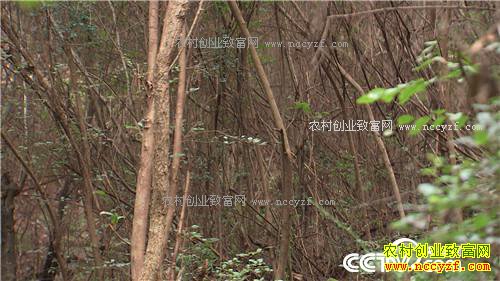 �¸������㾡�Ҳ� ��ǿŮ�ӽ�ɽ���������(20171116)