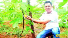 �Ĵ������������紴ҵ��ֲ�޻�������20��