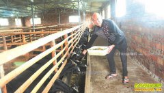 �Ĵ������ִ�����ֳ��ɽ���о��� 1ͷ���׬1100Ԫ