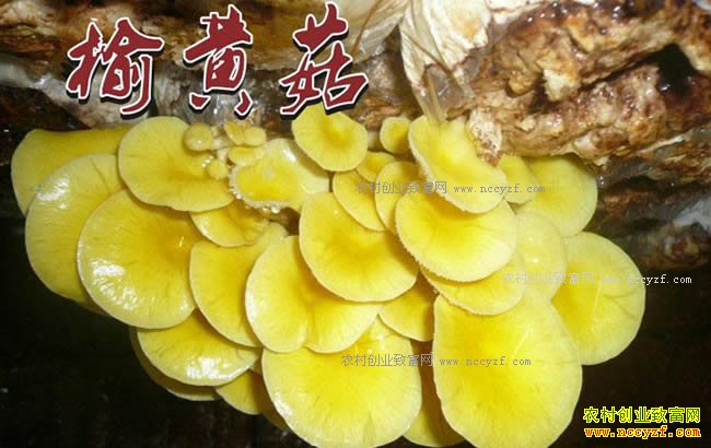 ɽ���������������������ʳ�þ�һ�����������