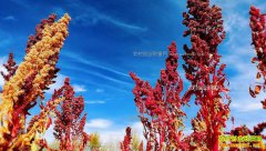 [�Ƽ�Է]޼����ʵ���������ɹ���������ֲ޼������Ƶ