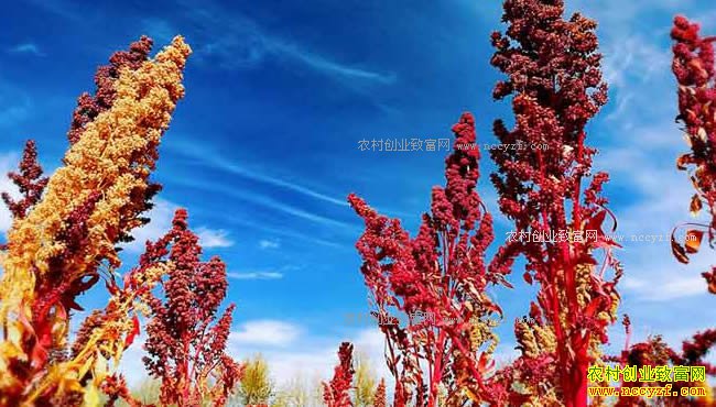 [�Ƽ�Է]���ɹ���������ֲ޼������Ƶ