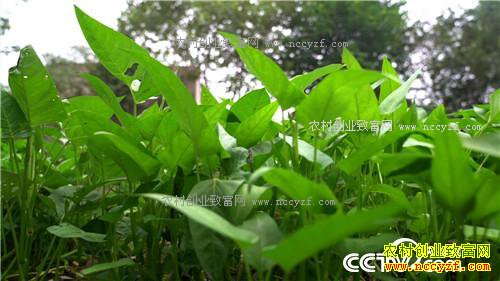 �¸�����ˮ����Ư���ĲƸ�(20171120)