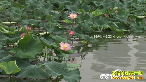 �¸�����ˮ����Ư���ĲƸ�(20171120)