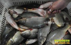 ��ˮ��۸�����ƽ�� 2018�괺��ǰ����۸�����Ԥ��