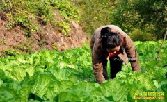 ����ᶼ�Ƴ����ֲ˶�ʮ�겻����·