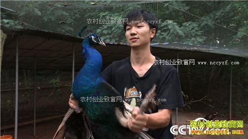 �¸��������Ź�������ɽ 90��С��׬��Ұ�Ƹ�(20171122)