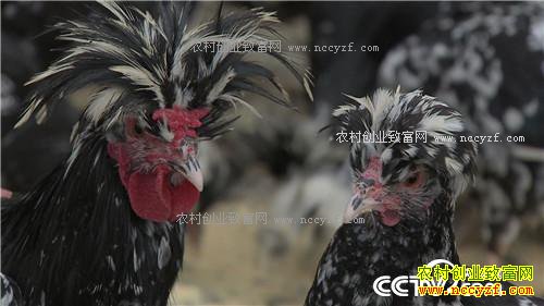 �¸��������Ź�������ɽ 90��С��׬��Ұ�Ƹ�(20171122)