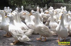 �����������ٺͷ�����Ѽ��ũ�¸�