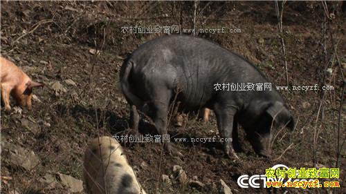 �¸�����ð������� ׬�þ��Ĳ�(20171124)