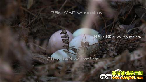 �¸�����ð������� ׬�þ��Ĳ�(20171124)