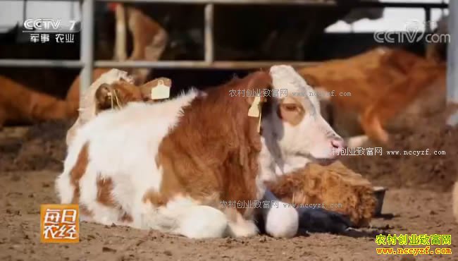 ÿ��ũ�������˶��ļ���ţ��ֳЧ���