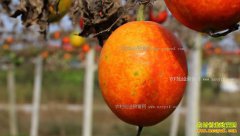 [�¸���]ɽ��������Т����ֲ������׬800��