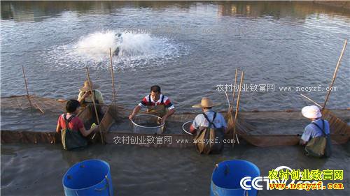 �¸�����ˮ���ջ� ˮ��׬Ǯ(20171129)