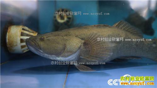 �¸�����ˮ���ջ� ˮ��׬Ǯ(20171129)