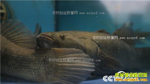 �¸�����ˮ���ջ� ˮ��׬Ǯ(20171129)